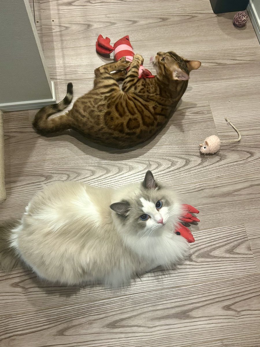 こまち🐾ぱとら (@komachi_624) / X