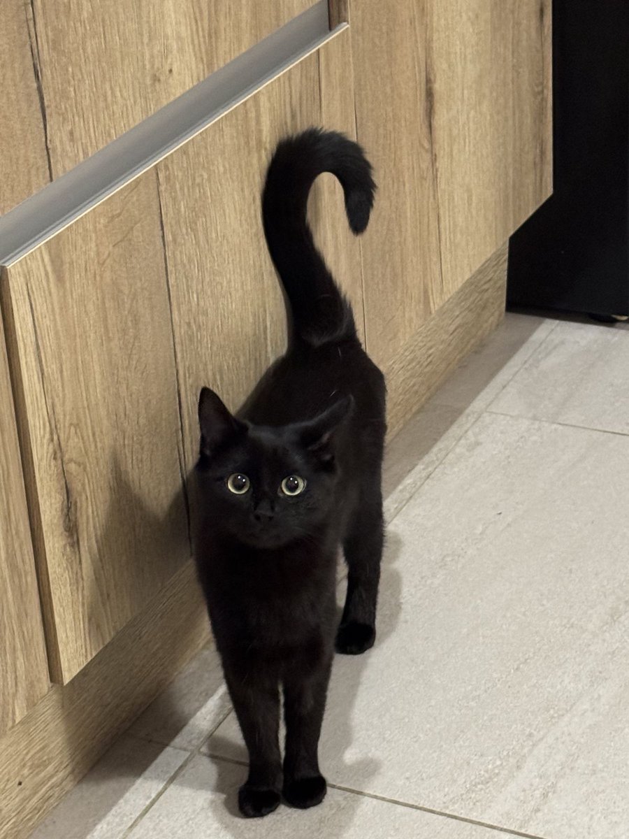 Black cats are not bad luck tweet media