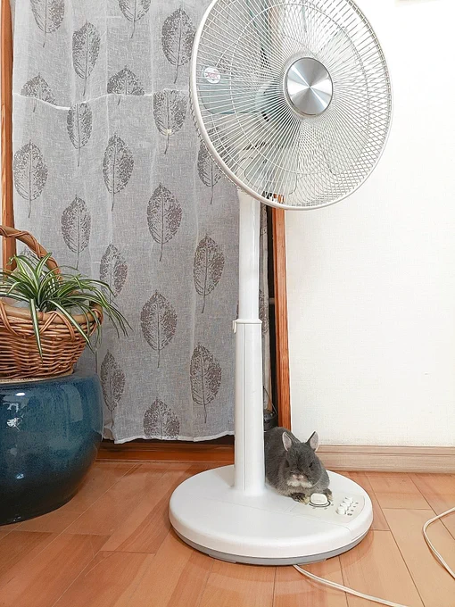 兎のモチーフが付いた扇風機みたいだね なんでそこで落ち着いてるの