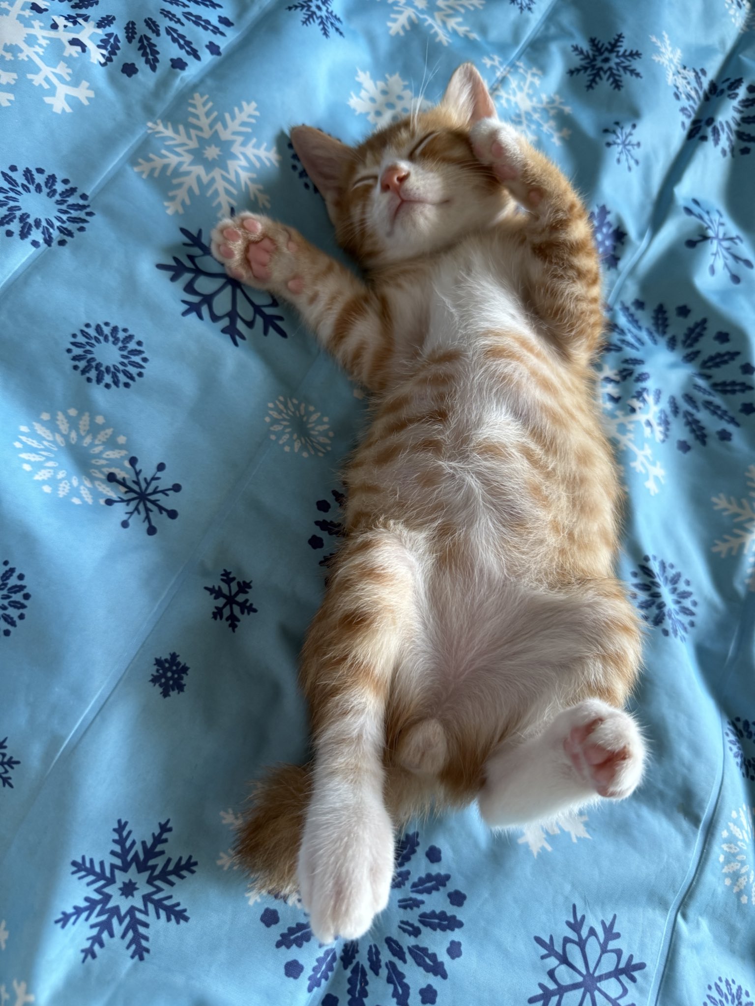 猫の寅 なでなでねこちゃんEXキジトラ | Giftpad egift