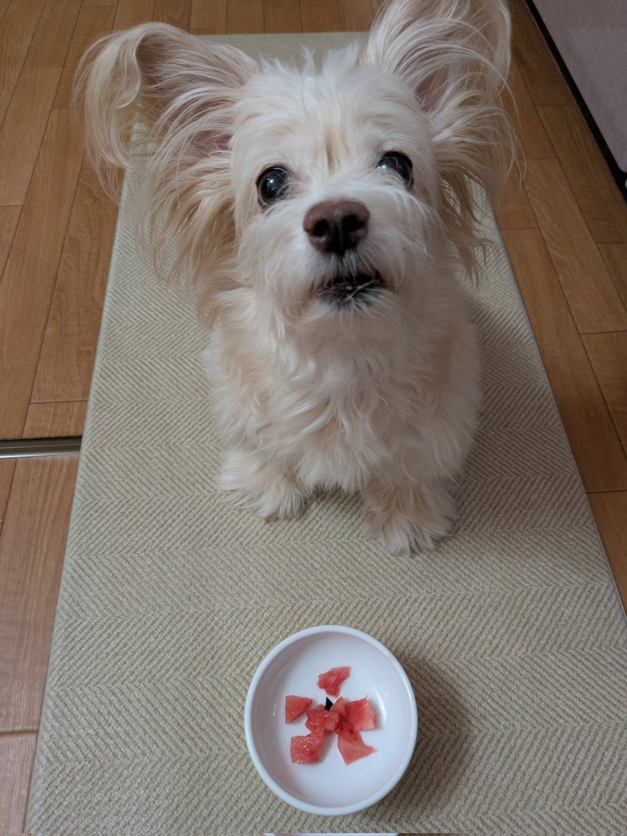 スイカ…タベル…♥