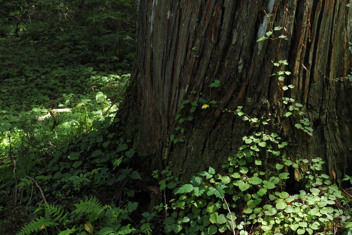 I'm at 戸隠神社 奥社杉並木 in 長野市 swarmapp.com/user/7687254/c…