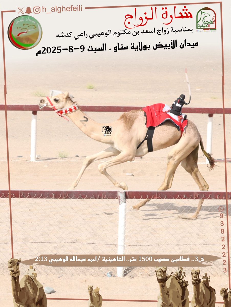 صور الهجن الفائزة بالمركز الأول في شارة الزواج بمناسبة زواج اسعد بن مكتوم الوهيبي راعي كدشه على أرضية ميدان الأبيض بولاية سناو ، السبت 9-8-2025م سن الفطامين الصعوب ١٥٠٠ متر
#منجم_السبق 
#ميدان_الأبيض