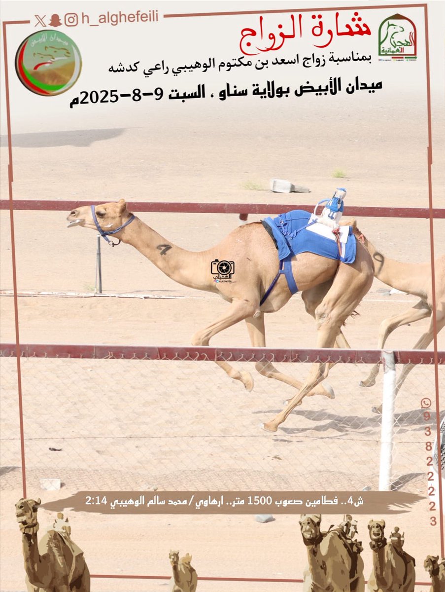 صور الهجن الفائزة بالمركز الأول في شارة الزواج بمناسبة زواج اسعد بن مكتوم الوهيبي راعي كدشه على أرضية ميدان الأبيض بولاية سناو ، السبت 9-8-2025م سن الفطامين الصعوب ١٥٠٠ متر
#منجم_السبق 
#ميدان_الأبيض