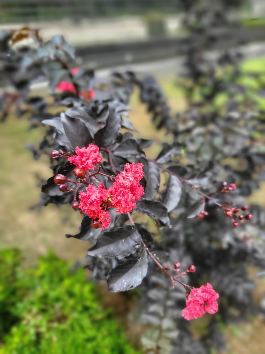 <꽃말발도리> 
검은 빛의 잎을 두른 붉은 꽃이 신기해서 산책하다 멈췄다. 
말(馬)발(足)도리(줄기나 끈의 옛말), 어디에서 온 이름인가 찾아보니 예전 사람들이 줄기가 질기고 연해서 말 발굽 묶는데 썼다는 설이 있다고.