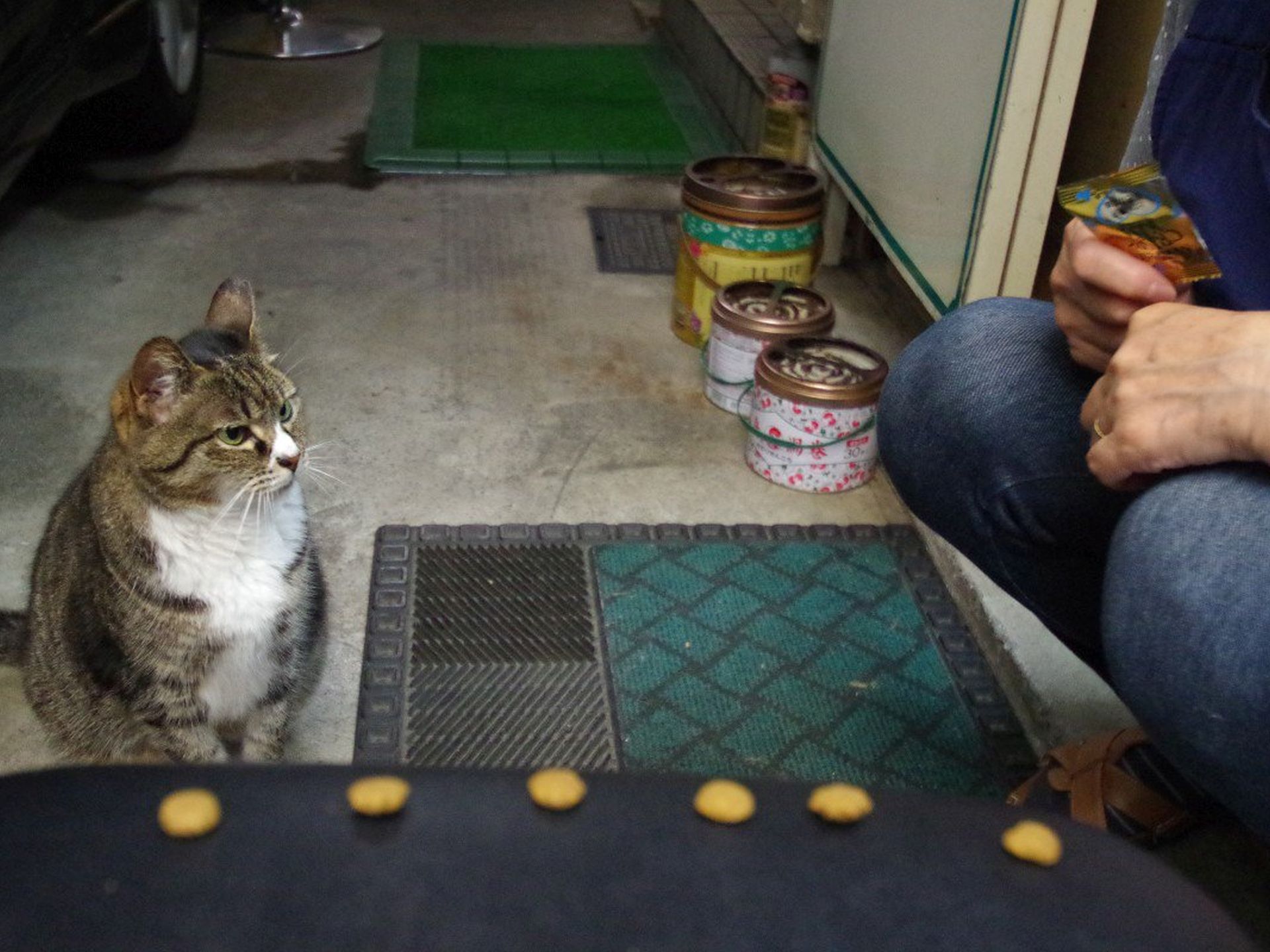 ねこ 新東北化学工業 フォーキャット ゴールド 8L / 猫砂 鉱物 猫用