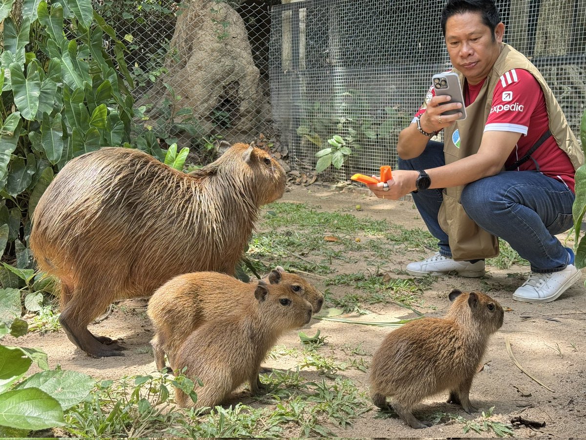 สวนสัตว์เปิดเขาเขียวต้อนรับสมาชิกใหม่ “ลูกคาปิบารา” 3 ตัวสุดคิวต์ เตรียมตั้งชื่อเร็ว ๆ นี้ รับวันแม่แห่งชาติ เด็กเข้าฟรี

วันที่ 9 สิงหาคม 2568 ที่สวนสัตว์เปิดเขาเขียว อ.ศรีราชา จ.ชลบุรี นายณรงวิทย์ ชดช้อย ผู้อำนวยการสวนสัตว์เปิดเขาเขียว เปิดเผยว่า สวนสัตว์เปิดเขาเขียว