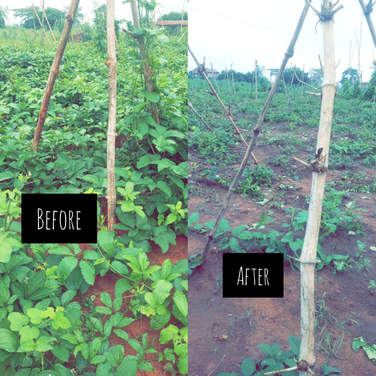 I barbed the Ugu low cut ✂️.

Just watch it flourish more again in two weeks time.

Ugu is the #King 👑 of all Leafy vegetables.