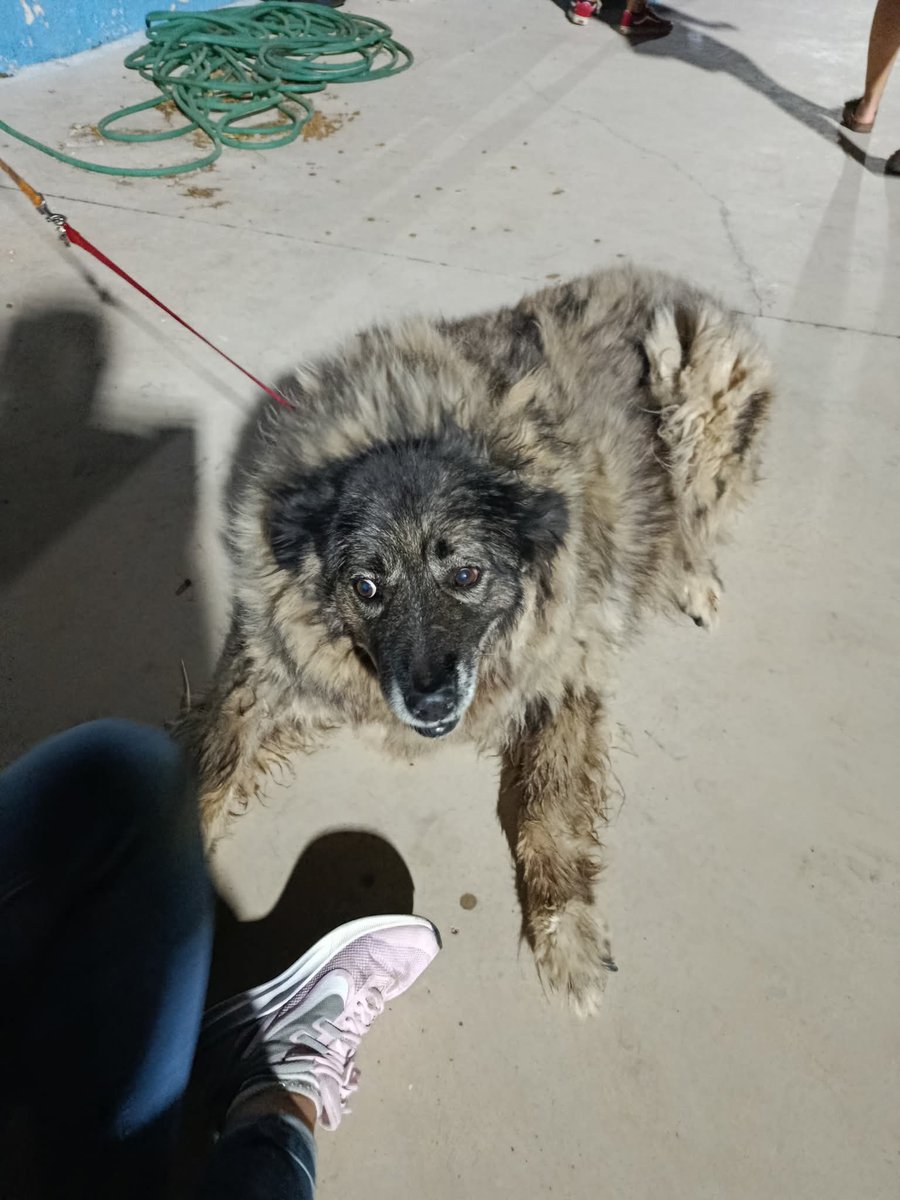 Update: Ο αριθμός των κατοικιδίων έχει αυξηθεί. Κάποια κλαίνε ασταμάτητα, κάποια έχουν αγριεψει. Απόλυτα λογικό. Όσο πιο άμεσα μπορούν οι οικογένειες να τα πάρουν, ανάλογα με τις συνθήκες πάντα, ας το κάνουν. Γήπεδο Αναβύσσου.