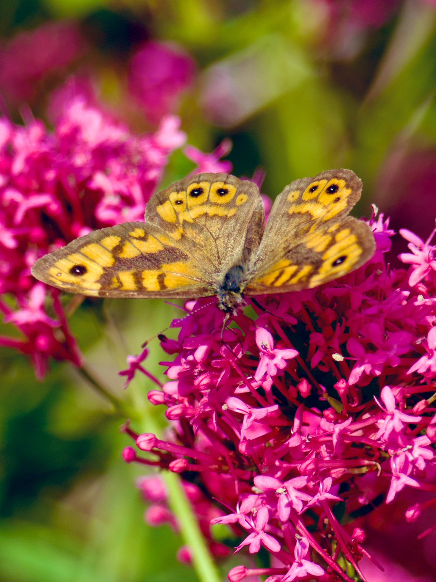 Tim Ridgeway tweet media