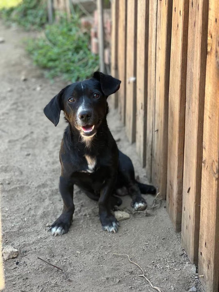 Ieri sono andata a fare visita ad un rifugio e tra i tanti bellissimi cani in cerca di adozione ho visto lui.Nerino, abbandonato in strada💔🥺
Si trova in Calabria,ca 1 anno e mezzo,segni particolari:dolcissimo e desideroso di coccole🥰
Gli troviamo una 🏡 🙏3398599743