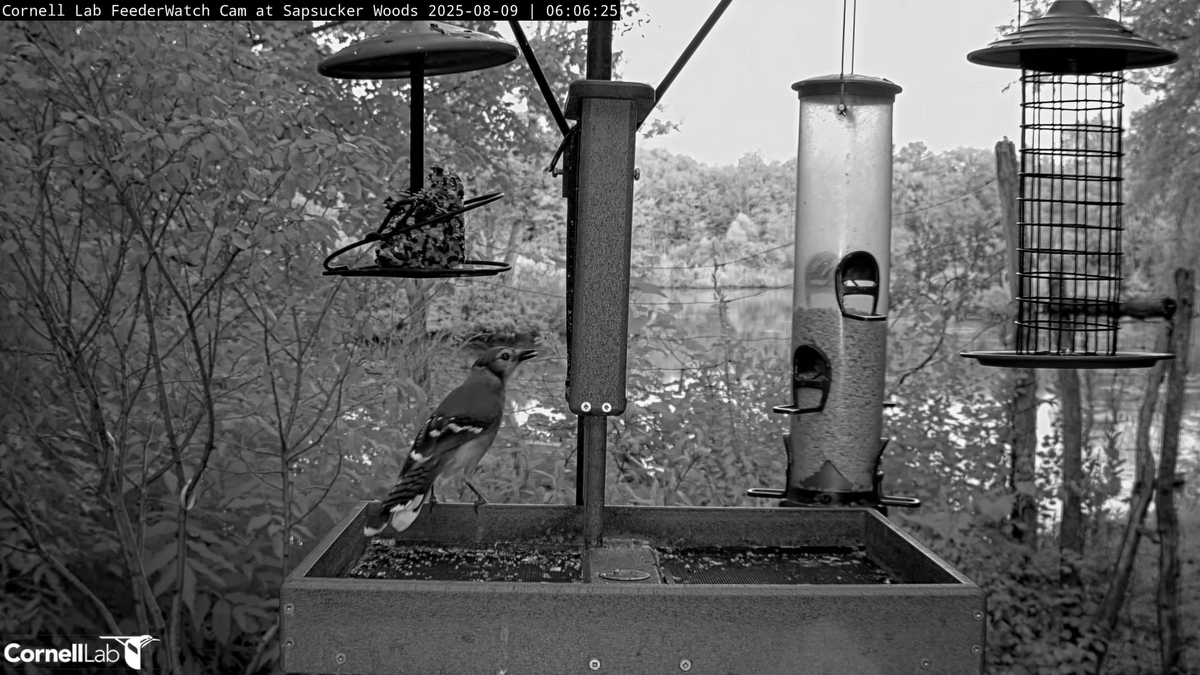 06:05, 8/9   Next to arrive .... Blue Jay (loud and clear!)  #cornellfeeders