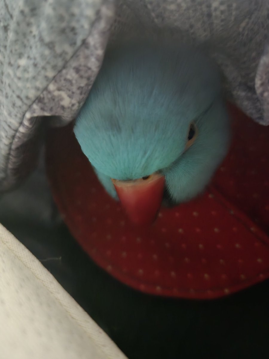 바보와 눈 세모 새