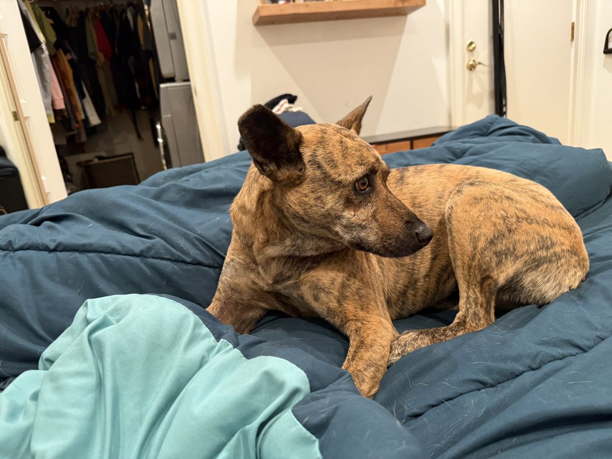 FOUND!!!

At 3am on a total million to one chance I was up and decided to poke my head out our front door and she was right there. She knew her way home.

She's skinnier than when we left but no visible damage. Vet in the morning.