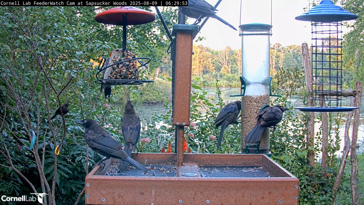 06:29, 8/9   Common Grackles join Red-bellied Woodpecker for breakfast  #cornellfeeders