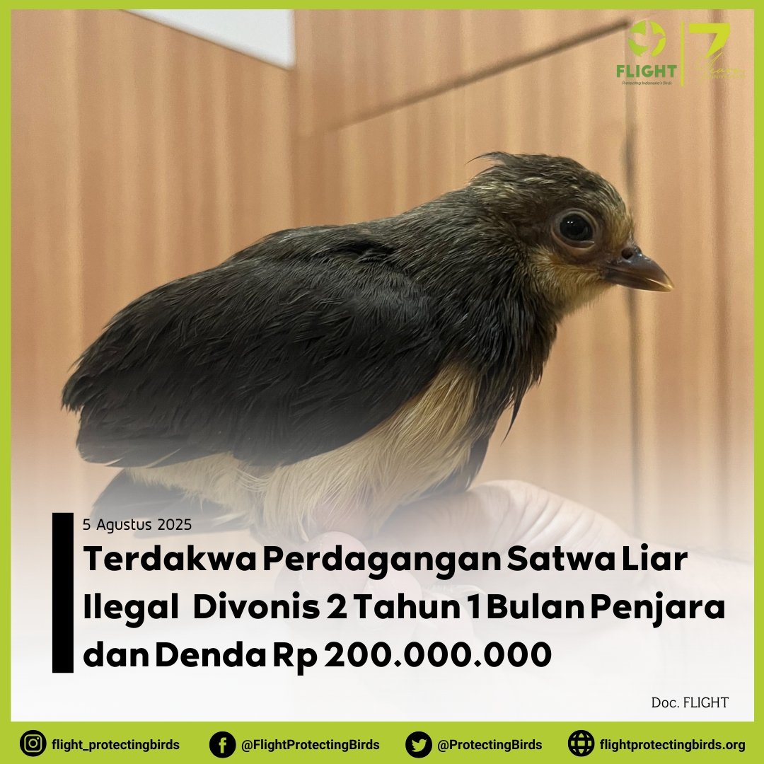 FLIGHT: Protecting Indonesia's Birds tweet media