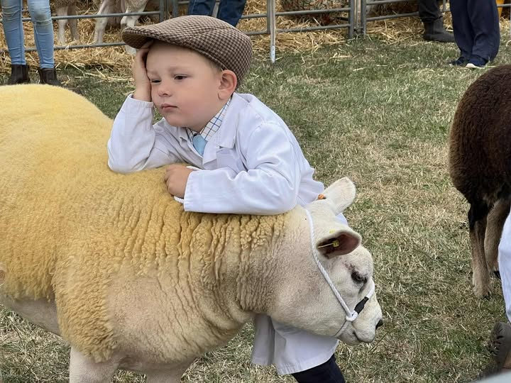 ChrisBrough7's tweet image. c/o FB penny for his thoughts 💕 @HonitonShow1890   A little tiring waiting for 84 Sheep Young Handlers to be judged - but what better place to rest!
#thankyouforyoursupport #Honitonshow #6thAugust2026 #Seeyouthere