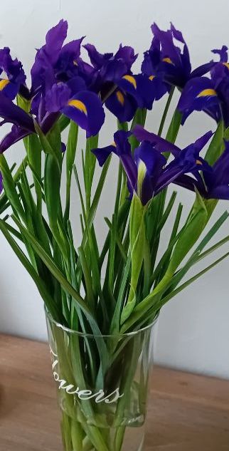 Laatste Hong Kong'en voor dit jaar! 🟣 Komende maandag veilen we nog een keer Hong Kong irissen via <a href="/FloraHolland/">Royal FloraHolland</a>  Aalsmeer. Vanaf komende week weer dagelijks Blue Magic en White Magic in aanbod. Foto : credits : <a href="/JelmerTruijens/">Jelmer T.</a>.  🇳🇱