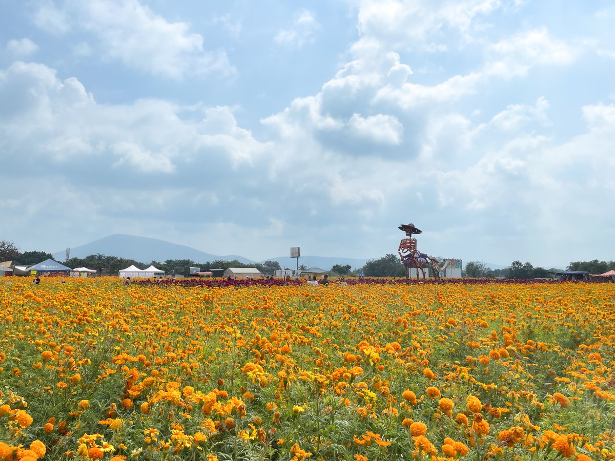 Los Campos de Cempasúchil en Atlixco. La palabra cempasúchil proviene del náhuatl “Cempohualxochitl”, que significa “veinte flores” y la tradición dice que su color vibrante y aroma son la guía de los espíritus de los difuntos de regreso al mundo de los vivos #PueblosMágicos