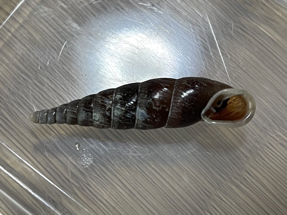 庭先で見つけた陸貝類
これまで注意して見ていなかったが、探せば意外と種数採れたのね
