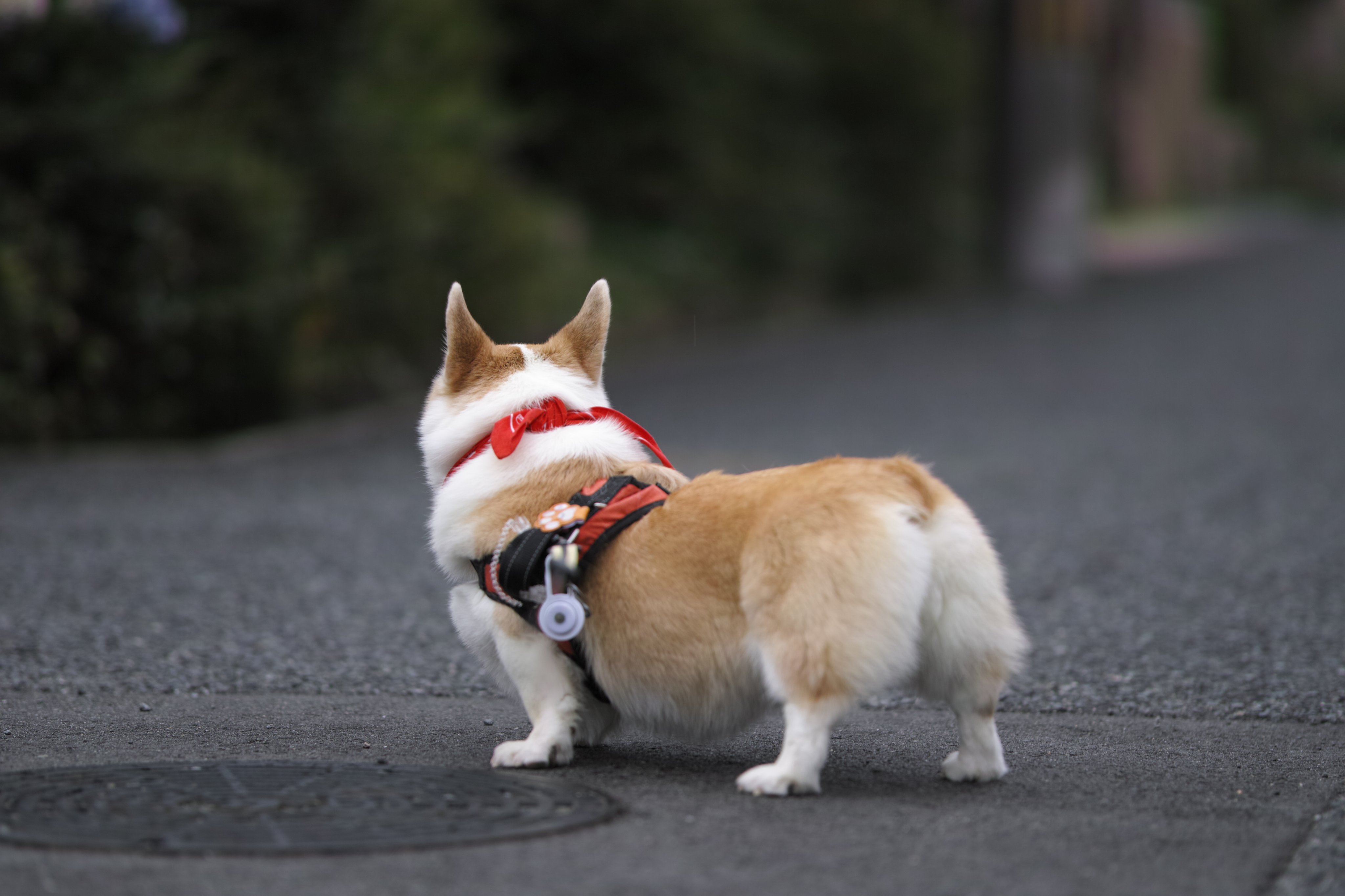 コーギーと森の仲間達 コーギー!最高の友だち」 - ターシャの森から - NHK