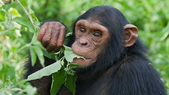 Did you know Bwindi Impenetrable National Park is home to both chimps and gorillas? Spot these intelligent apes on your next safari! Learn more about amazing chimpanzees at bwindiforestnationalparkuganda.com/chimpanzees/  #bwindiimpenetrablepark
#bwindinationalpark
#bwindipark