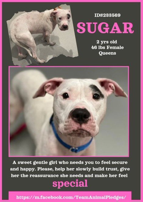 Gorgeous Sugar is a2️⃣yr old Ivory Pibble girl who arrived “stray” to the Queens ACC in NYC 5️⃣days ago😞 She’s just another discarded, abandoned &amp; unwanted Pibble in a 🌊 of lost souls😖

The pound is full, not taking intakes. She’ll 💉if no1️⃣ comes😭

nycacc.app/#/browse/233569