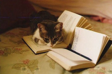 Cats on the bookshelf (@catsshelf) on Twitter photo 