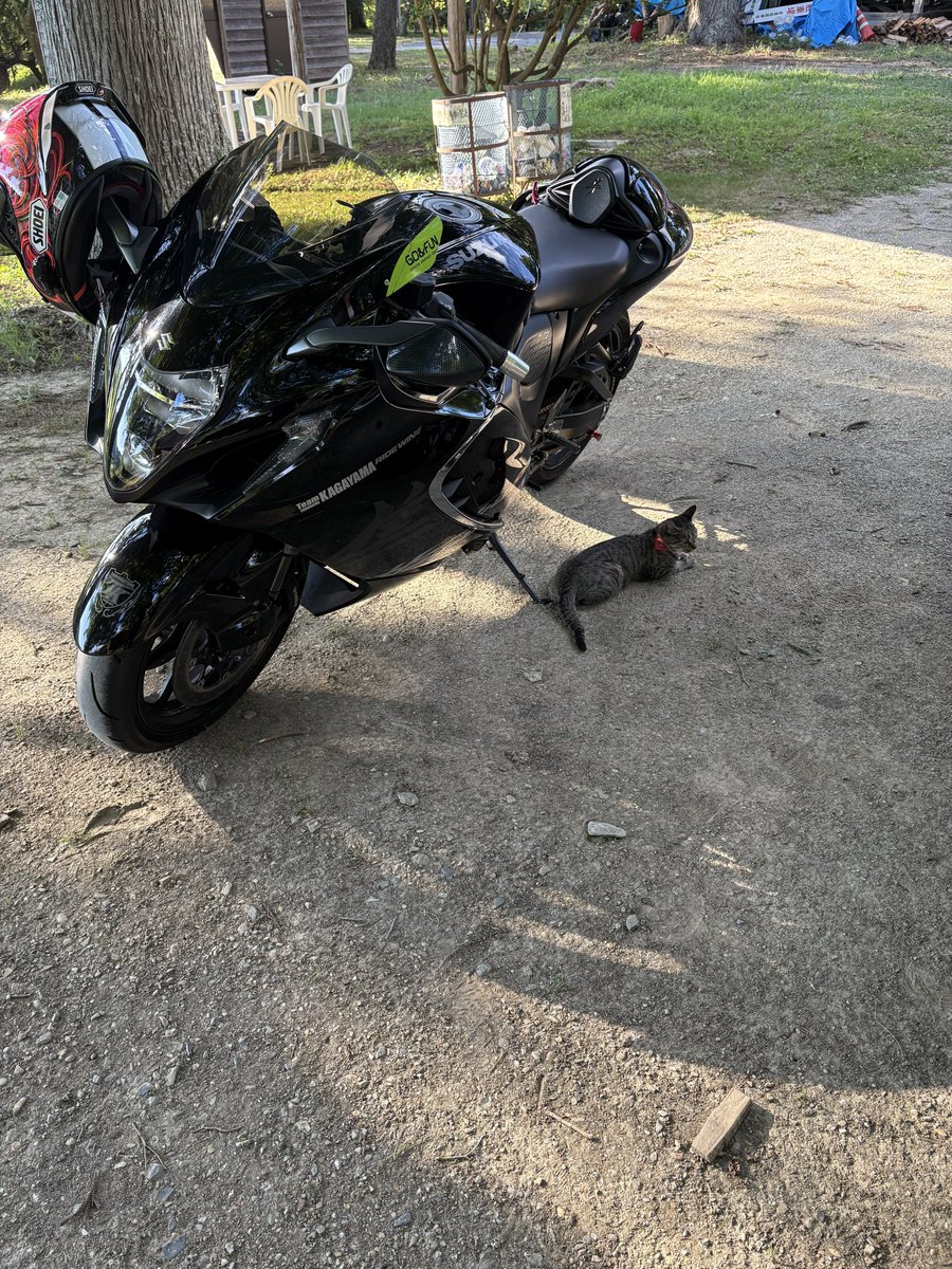 Shin (@Shin1V4S) / X