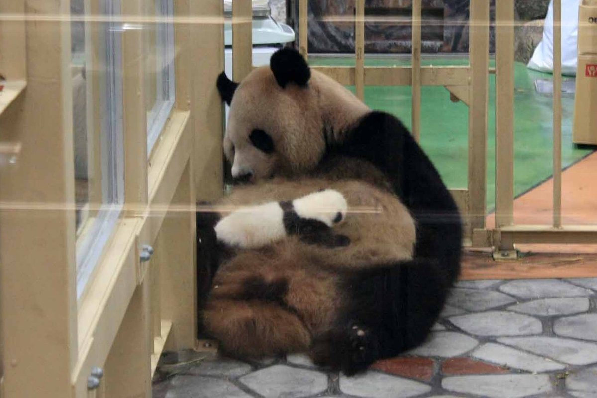 shirahama_MH's tweet photo. 8月10日は優浜の誕生日という事で画像貼っておきます🐼
#アドベンチャーワールド #PANDALOVECLUB #パンダ #優浜 https://t.co/4H9MJPFKXl