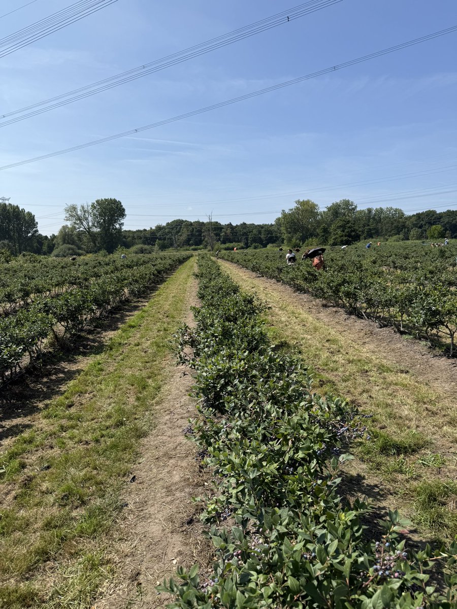 BTC back in range &amp; ETH above $4k &amp; collecting blueberries with family. Definition of a good weekend 🌱