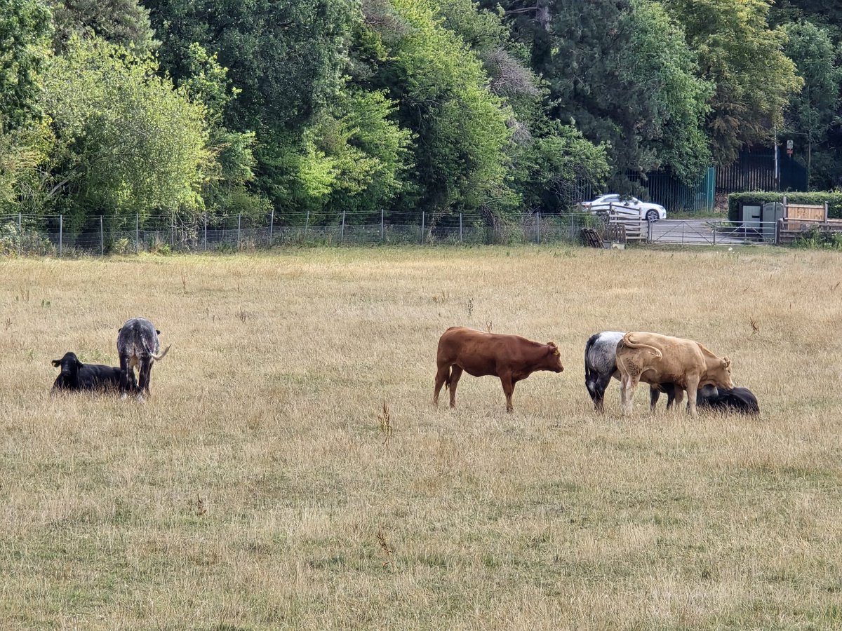 Team Green Photography tweet media