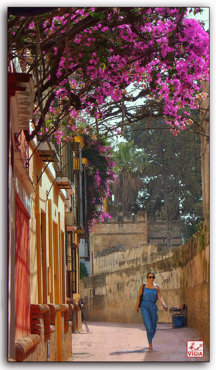 Vigía de Isbilya tweet media