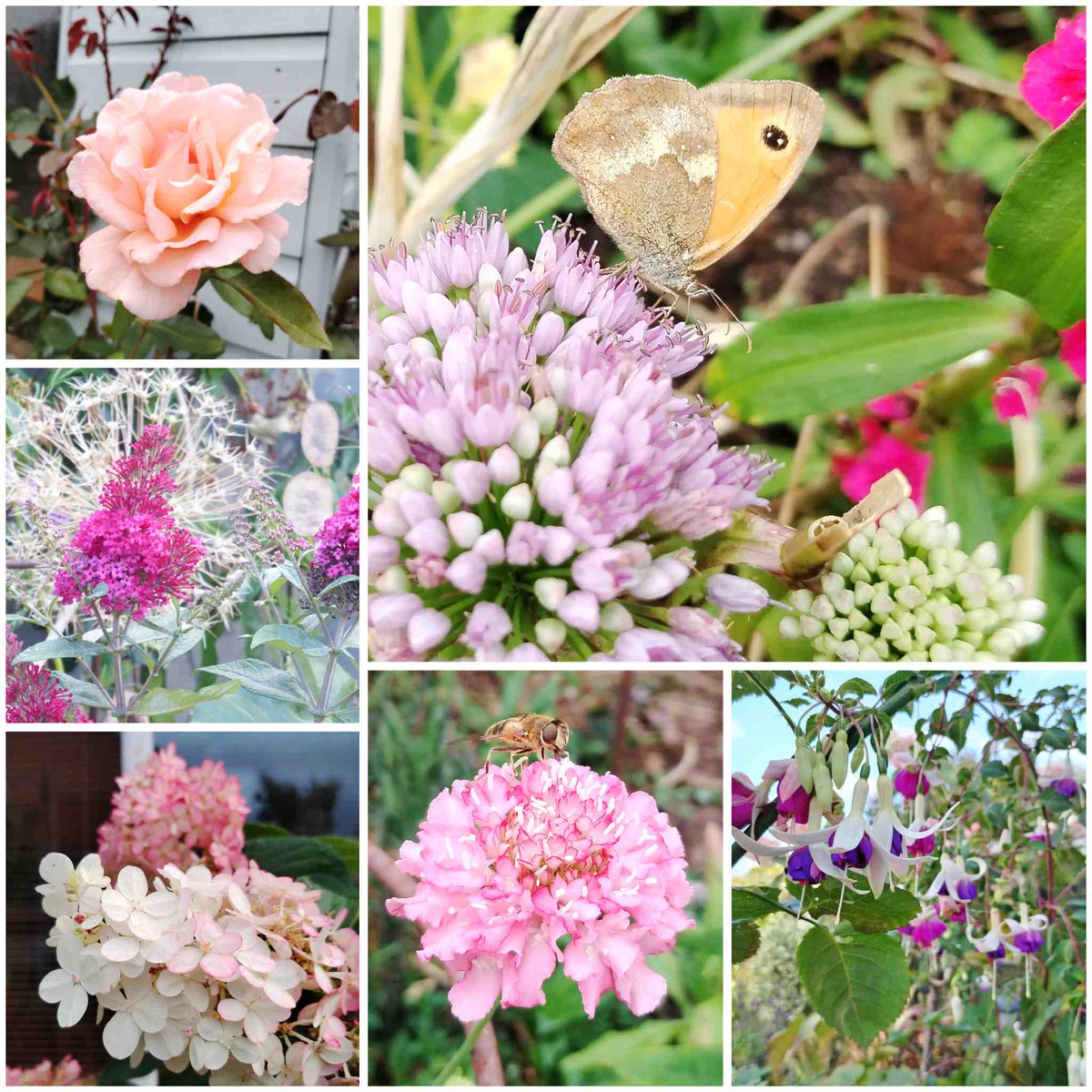 In today's #SixOnSaturday... Rosa 'Compassion,' a Gatekeeper butterfly enjoying the Mouse Garlic, Fuchsia 'Delta's Sara,' a Scabious with friend, the pinkification of the white Hydangea paniculata 'Vanille Fraise' &amp; Buddleia 'Candy Little Ruby' onemanandhisgardentrowel.wordpress.com/2025/08/09/six…