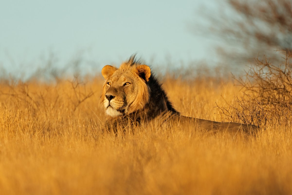 The wicked flee when no one pursues, but the righteous are as bold as a lion. ~ Proverbs 28:1