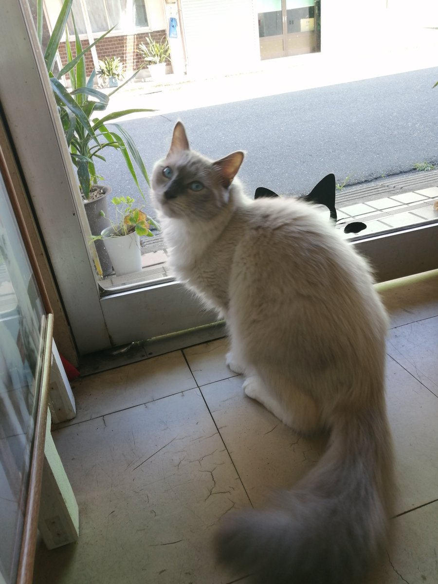 FENICE291 SECONDO れおん(猫)古着 アクセサリー 雑貨 CD 漫画 フィギュア (@secondoleon) on Twitter photo 隣の魚屋さんのお客さんだったにゃ~ 隣の魚屋さんのお客さんだったにゃ~