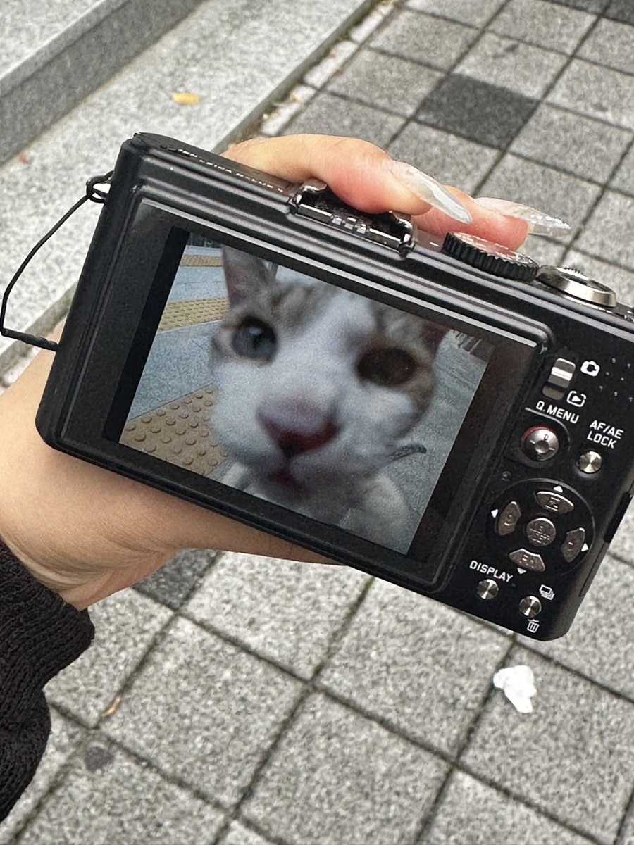 호텔 앞 고양이 찍음