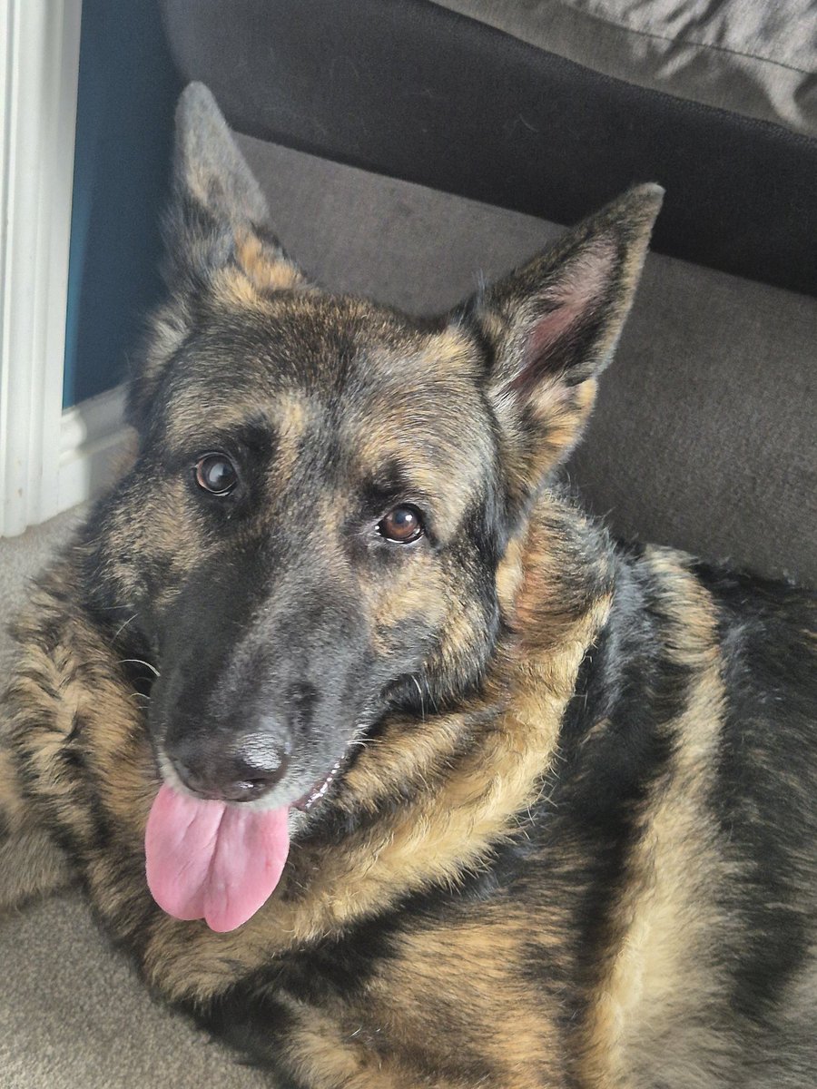 Happy Saturday everyone! Be safe and respectful 🙏 ❤️ ✨️ 💙🐾💙