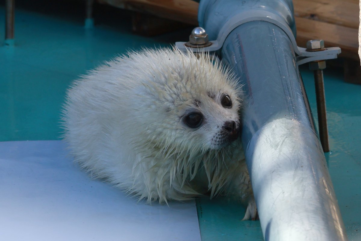 2025.03.24 #とっかりセンター
#月