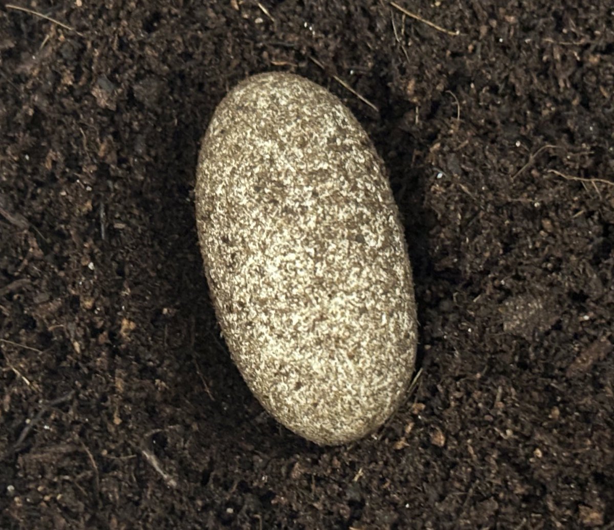 夏場の消費期限切れ弁当を食べたら腹壊します🥚気をつけましょう