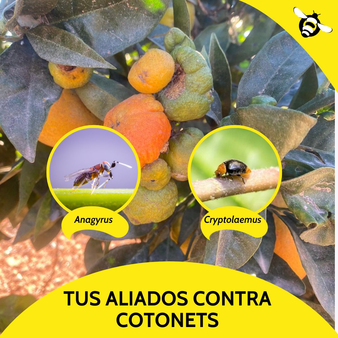biosurPA's tweet photo. 𝗥𝗲𝗳𝘂𝗲𝗿𝘇𝗮 💪 las 𝗱𝗲𝗳𝗲𝗻𝘀𝗮𝘀 contra 𝗖𝗼𝘁𝗼𝗻𝗲𝘁𝘀
¡No dejes que arrasen con tus cultivos! 🛡️

https://t.co/qDX5j9tubm
https://t.co/dKba2PsNVn

Comprometidos con tu éxito🐝
#cultivoecológico #controlbiologico #agricultura #Biosur #cotonets https://t.co/eA1WnPkjFk