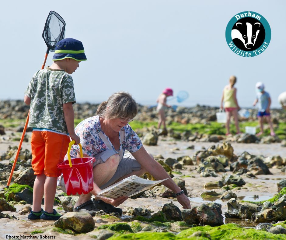 Join this weekend to receive your free Wildlife Trust Concise Guide to coastal birds or seashore wildlife 🦀 Receive your preferred book along with your membership pack and access to exclusive supporter events 🌿🥾 

Find out more at durhamwt.com/marine-week-me…