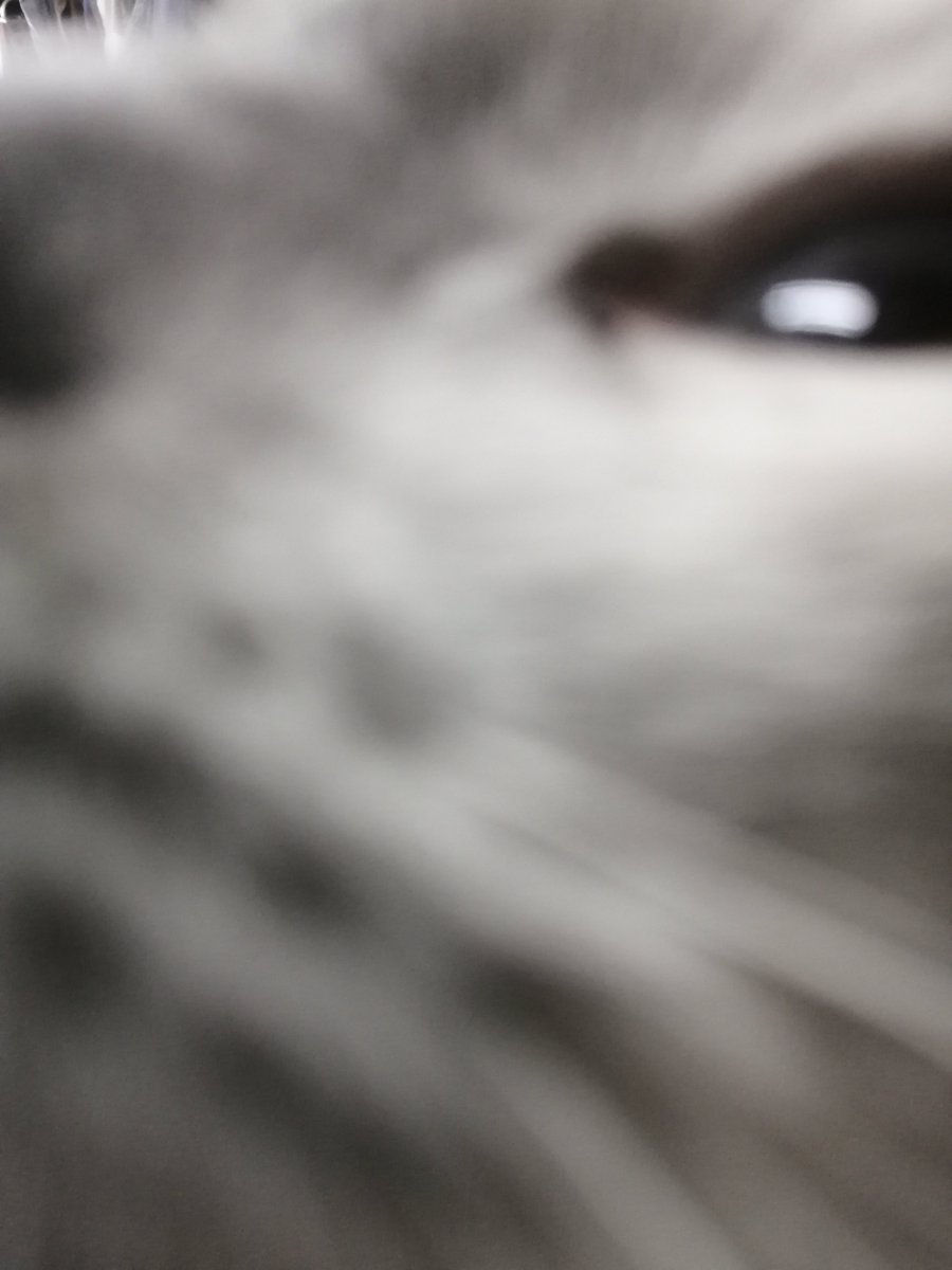 FENICE291 SECONDO れおん(猫)古着 アクセサリー 雑貨 CD 漫画 フィギュア (@secondoleon) on Twitter photo よかった~~~ よかった~~~