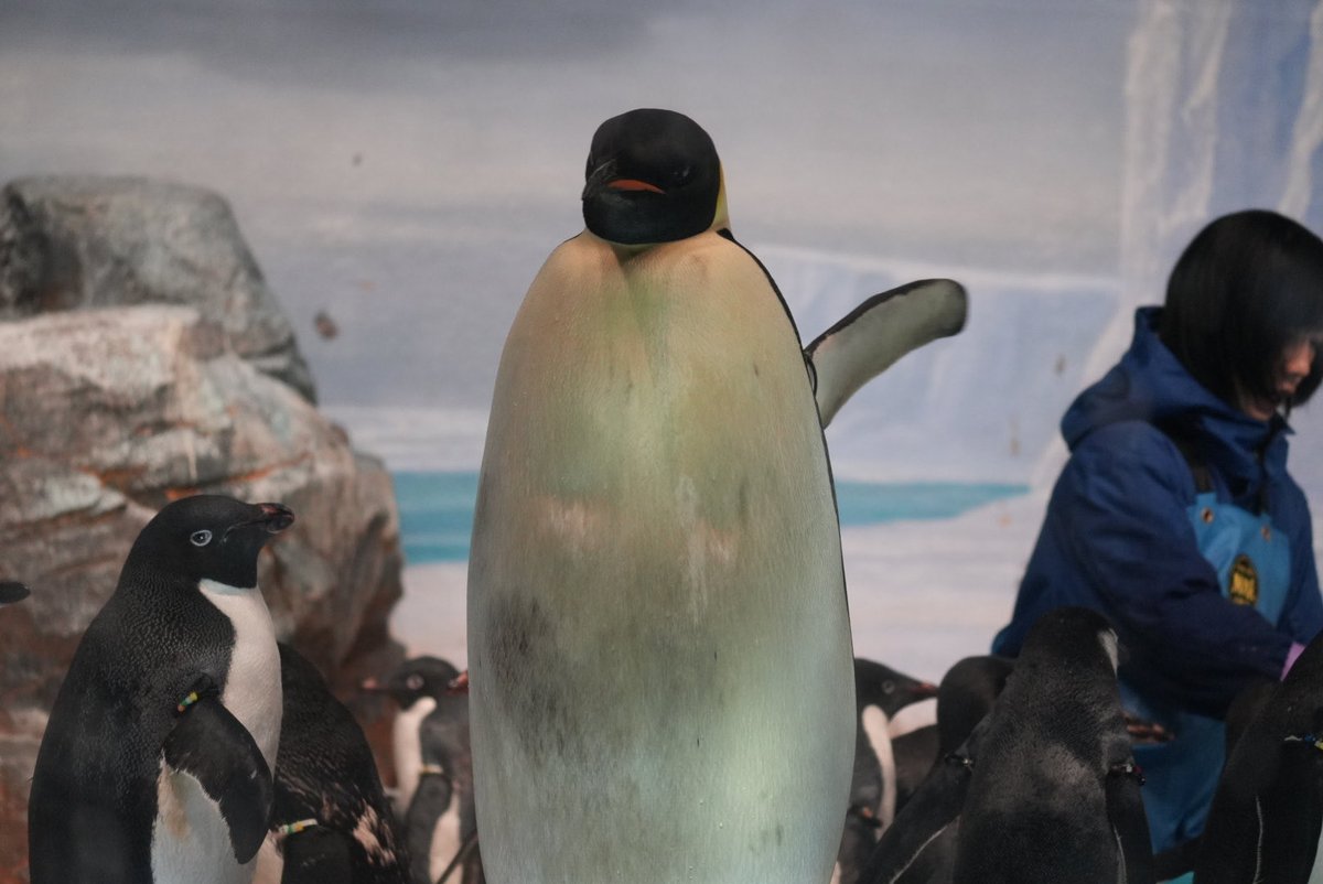 西ドイツ BREBA社  首振り　エンペラー？ペンギン　アザラシ？ 西ドイツ BREBA社 首振りエンペラー？ペンギンアザラシ？