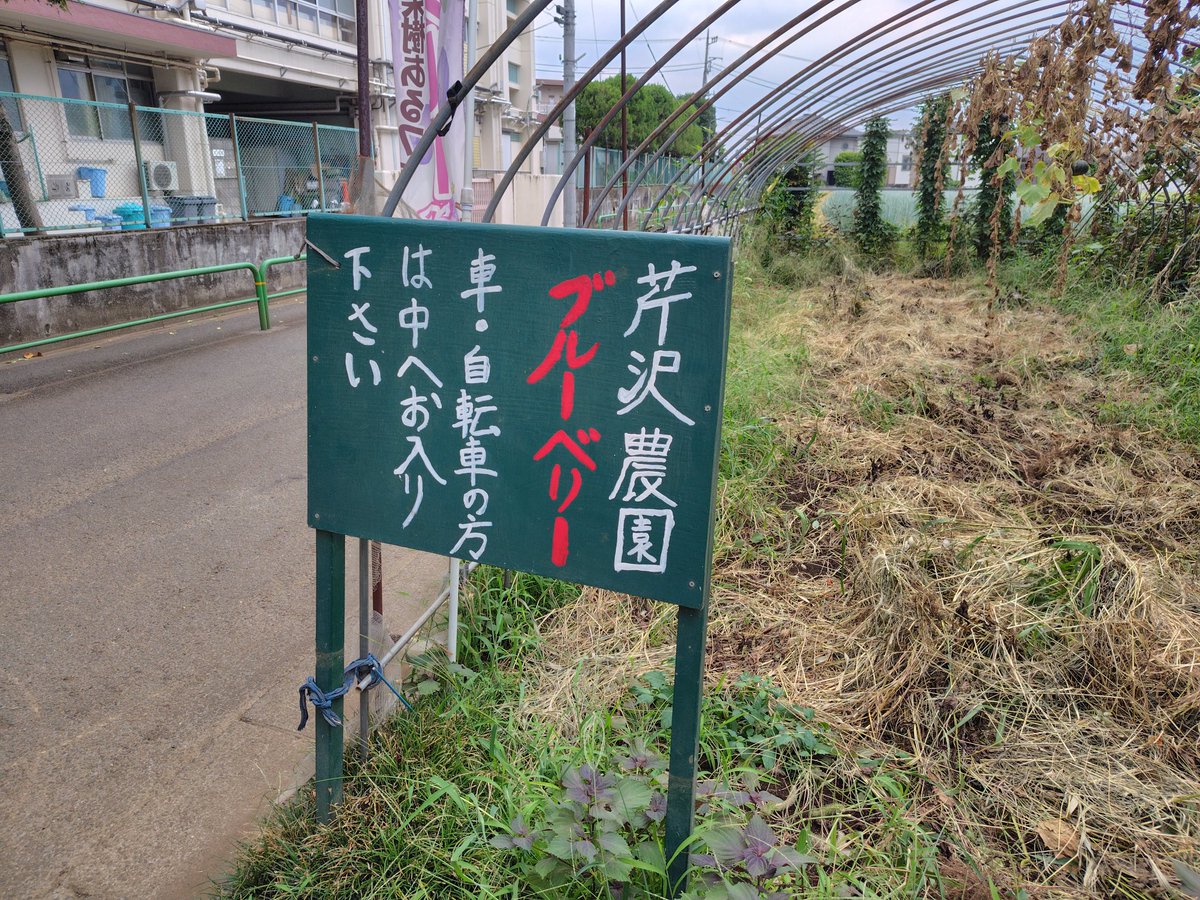 Goushou_S's tweet photo. 久しぶりに暑さが和らいだので練馬区にある芹沢農園さんへブルーベリー狩りに行きました。
木成りで収穫できるのでとても美味です😋 https://t.co/D5QSeIPbF0