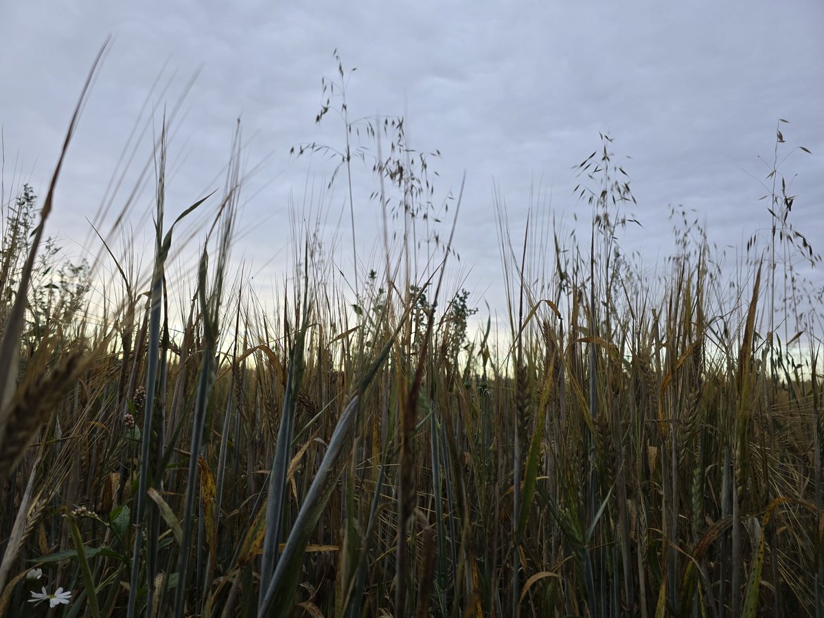 Walk_Wiltshire's tweet image. Out near Roundway at 6am and the barley fields were just glowing in the first light 🌾 Quiet, still… just me and the breeze. Anyone else love being up before the rest of the world?
#WalkWithMe #CountryLife #WeekendWalks #GoOutdoors #timeforwiltshire #MorningViews #BarleyFields