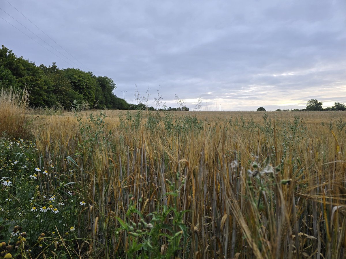 Walk_Wiltshire's tweet image. Out near Roundway at 6am and the barley fields were just glowing in the first light 🌾 Quiet, still… just me and the breeze. Anyone else love being up before the rest of the world?
#WalkWithMe #CountryLife #WeekendWalks #GoOutdoors #timeforwiltshire #MorningViews #BarleyFields