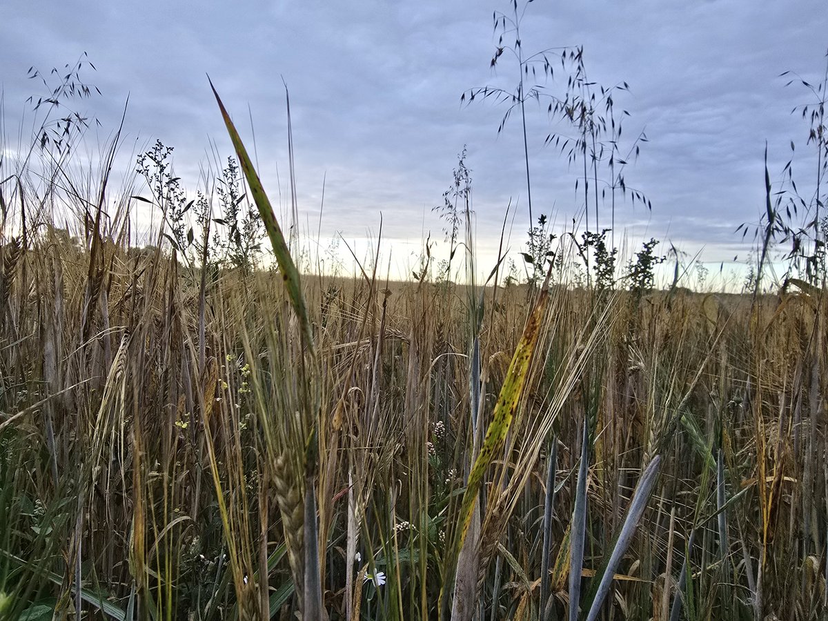 Walk_Wiltshire's tweet image. Out near Roundway at 6am and the barley fields were just glowing in the first light 🌾 Quiet, still… just me and the breeze. Anyone else love being up before the rest of the world?
#WalkWithMe #CountryLife #WeekendWalks #GoOutdoors #timeforwiltshire #MorningViews #BarleyFields