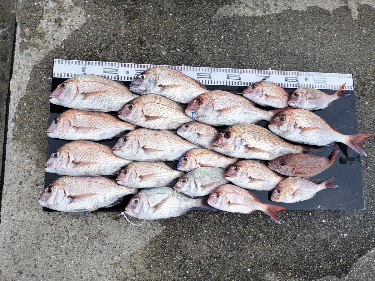 釣れたー！
40cm x 2匹　その他3匹ー！
リリース4匹。
めちゃつれたー