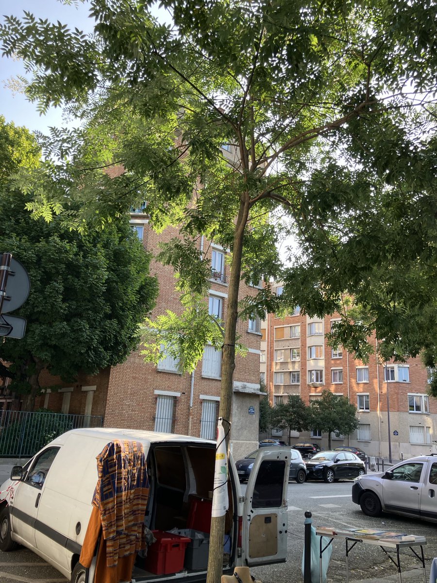 chiffonniere's tweet photo. HidalgAttila frappe AUSSI #pucesdevanves Abattage d’arbres prévu (et commencé) Ils ont pourtant l’air sains Restera-t-il un arbre après son règne ?@ParisBiseArt https://t.co/Jrh82fJLOM